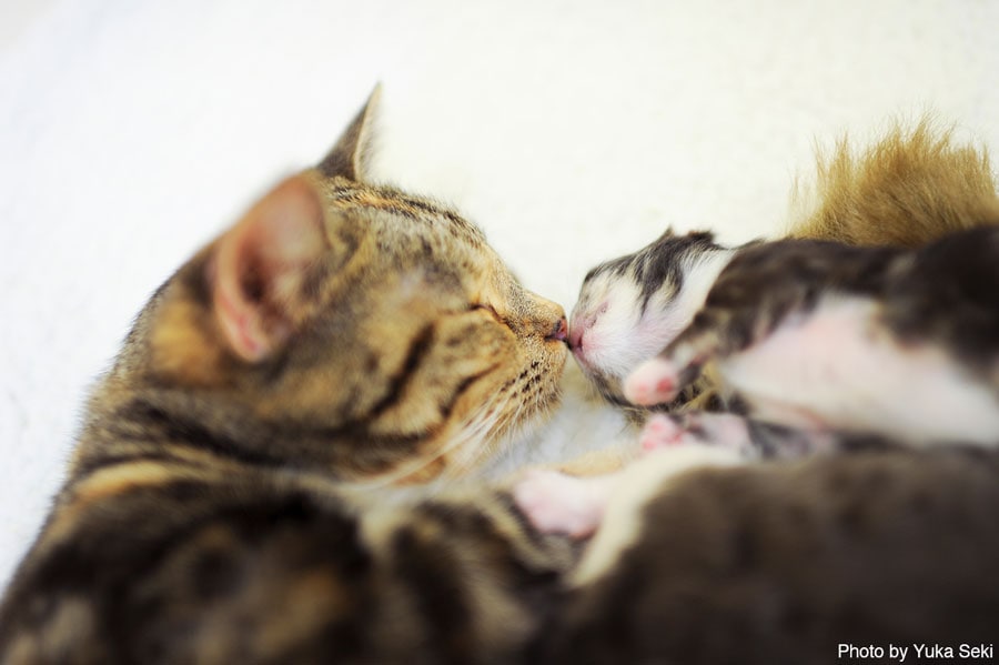 【鼻ツンツンねこ篇】生まれたばかりの子猫とお母さん猫。2010年12月、東京で撮影。
