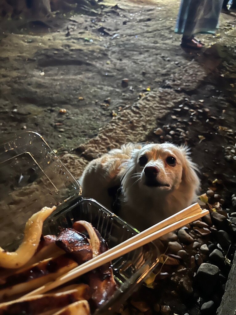 うちの子ベストショット④「祭りで買ったイカ焼き食べた過ぎ」