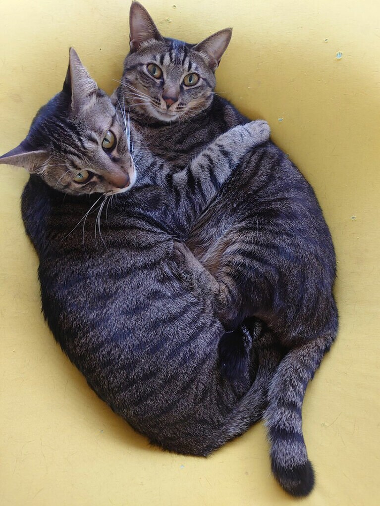 はやてとたいが。