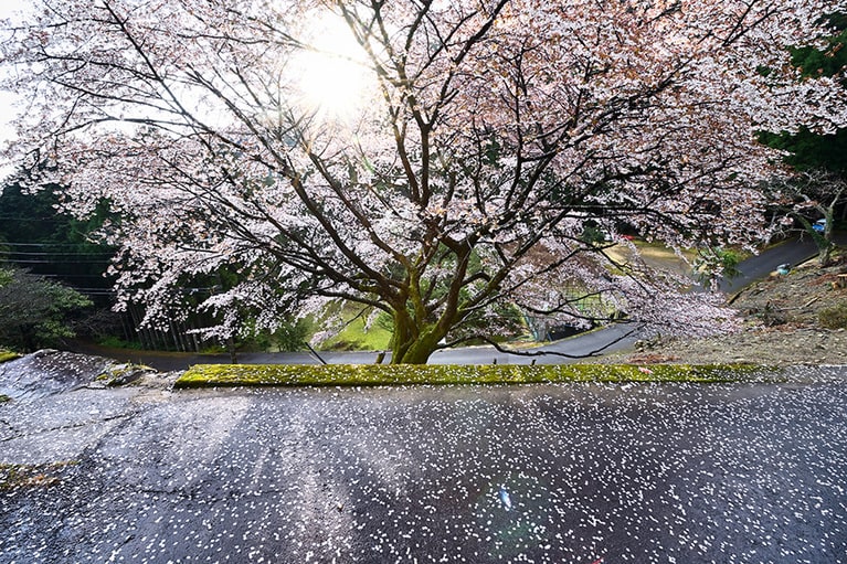 【和歌山県】古座川のクマノザクラ。