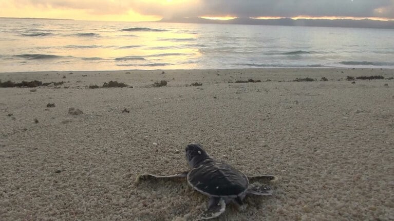 ふ化して海へ向かう海ガメの赤ちゃん。ふたたびここに戻ってくるのは自分の産卵時。©︎黒島研究所