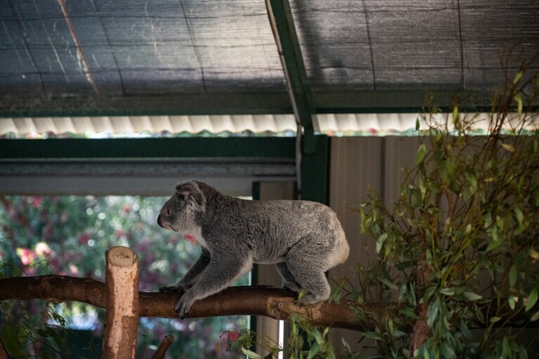 移動するコアラ。