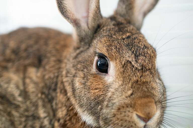 吸い込まれそうな瞳も魅力のひとつ。