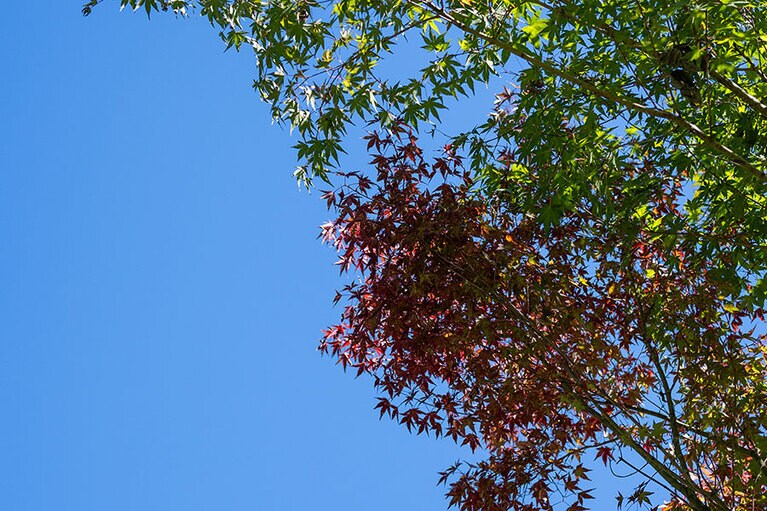 新潟県・里山十帖の秋