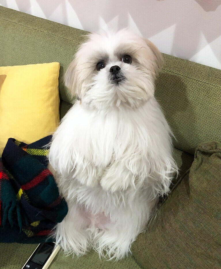 直立犬人あらわる!? 