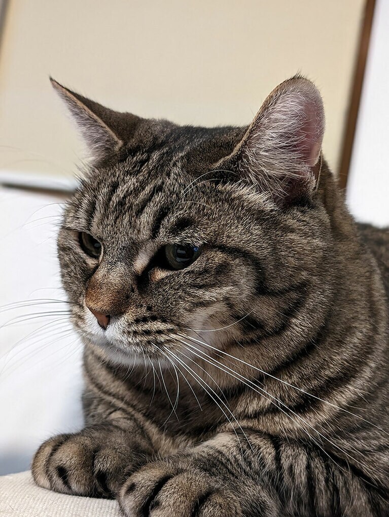 ぺーちゃん ♀ 1歳。お手々がクリームパンみたいなぺーちゃん。