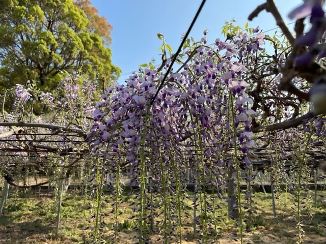 岩田神社。