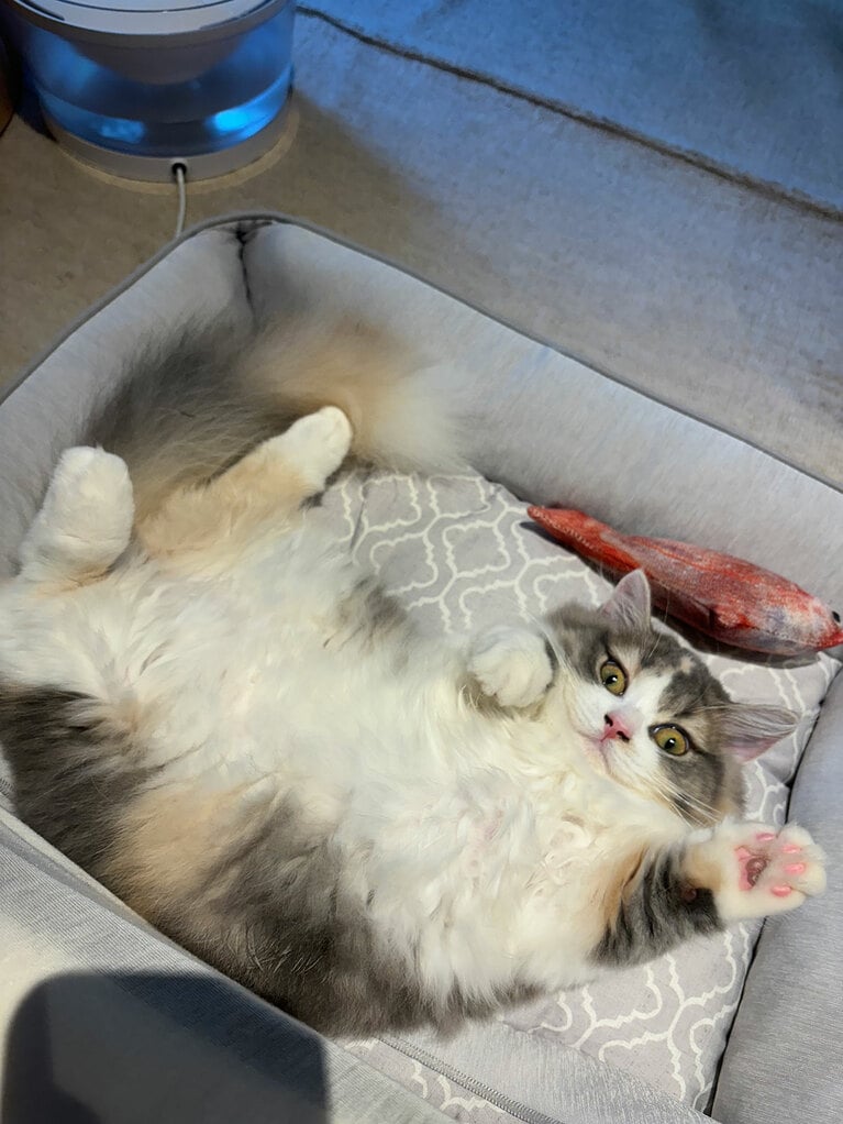 うに ♀ 1歳。「ふとうにちゃんを見たら、『よっ！』と言わんばかりの手の挙げ方でこっちを見てました！　短いお手てに注目してください」（飼い主さんより）。