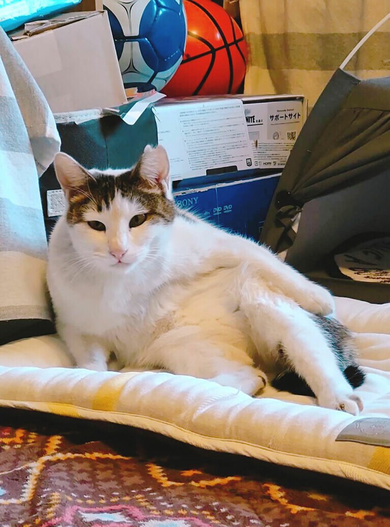 鞠福 ♀ 5～6歳。突然 我家の庭に現れた彼女は、前世は人間？と思うくらい、すごく人間らしい仕草をするのが見ていて本当におもしろいです。なんだかよくわからないのが魅力。いつも笑わせてくれます。