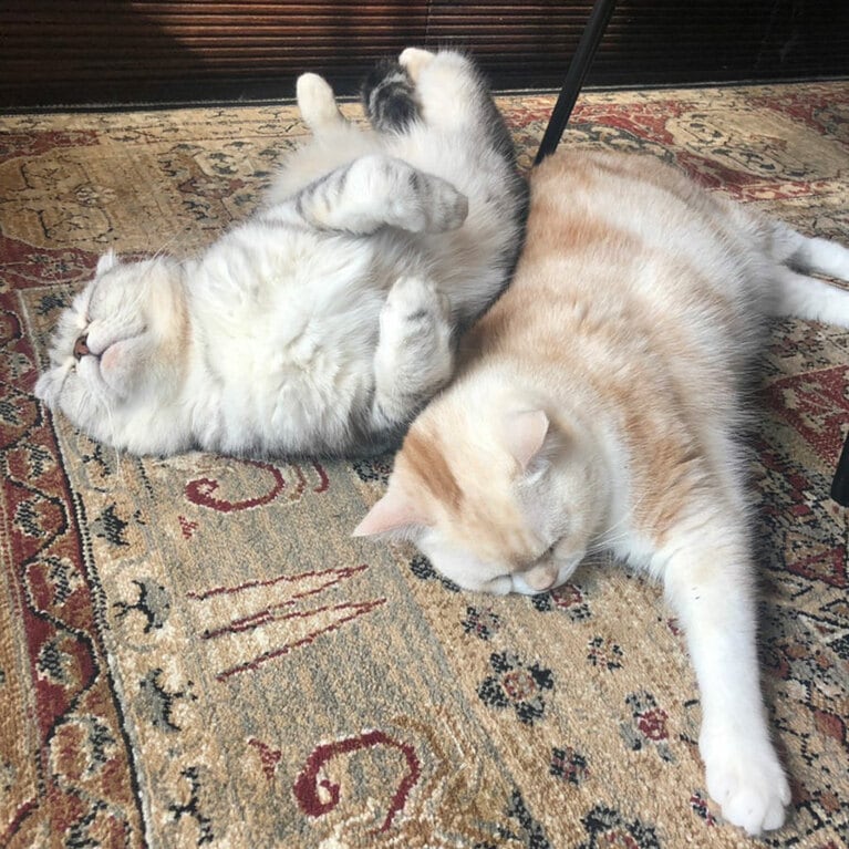 うちのこベストショット②「この後じゃれあいがエスカレートして喧嘩してた」