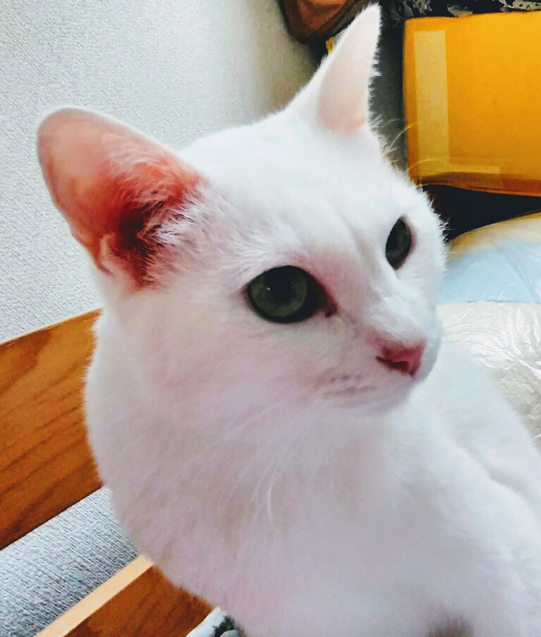 琥珀 ♀ 8歳。名前を呼んで、振り返ったところを撮りました。