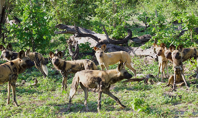 時速60キロ近くでかなりの距離を長い時間、獲物を追いかけることができるワイルド・ドッグ。彼らは社会性が高く、群れの仲間がケガをしても見捨てず、助け合いながら行動する。