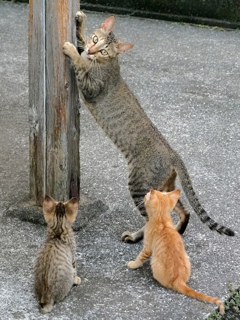 「かあちゃん……なつやすみのこうさく……つくってないのニャ……」「かあちゃん……なつやすみのえにっき……かいてないのニャ……」「まったくもう……夏休み最終日になってから言わないでほしいのニャ！　明日は始業式なのニャ！！」