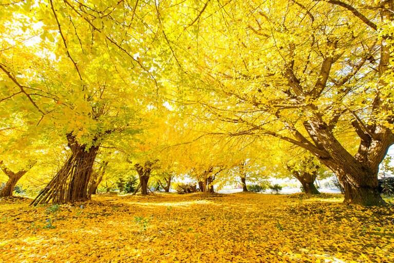 そぶえイチョウ黄葉まつり／愛知県