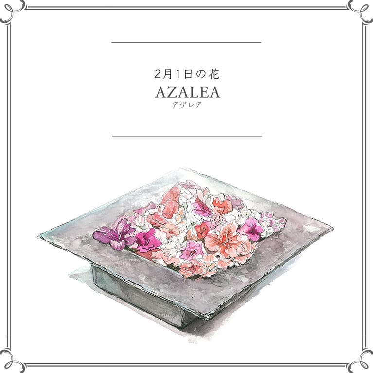 2月1日の花「アザレア」