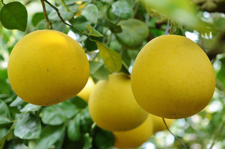 【高知県】土佐文旦。