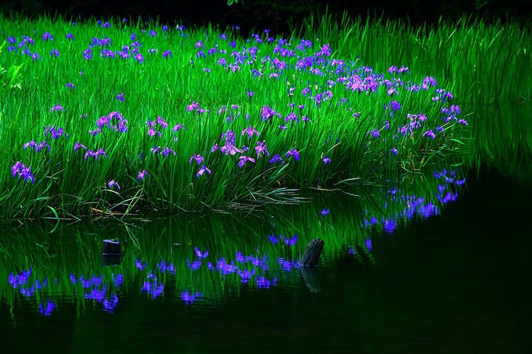 カキツバタ群生地／滋賀県