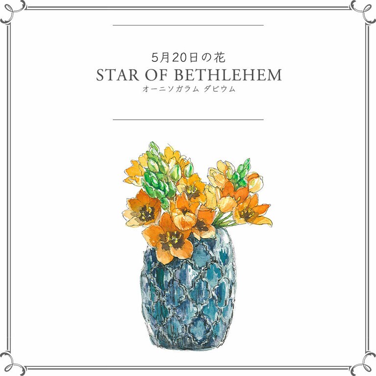 5月20日の花「オーニソガラム ダビウム」