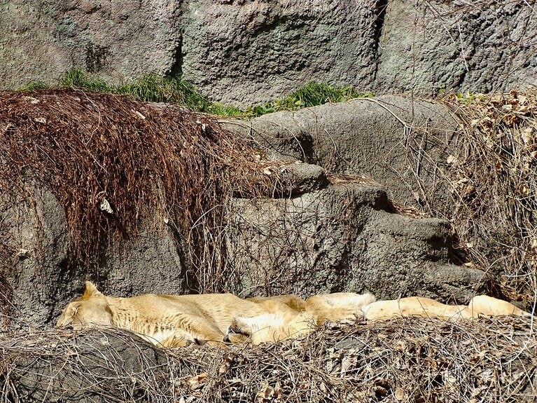 ライオンの夫婦、トムとサナ。