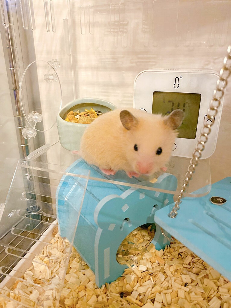 【マヂカルラブリー・野田さん】うちの子ベストショット①「生まれて1カ月くらいの時。まだ慣れてないからオドオドしてる。天使」