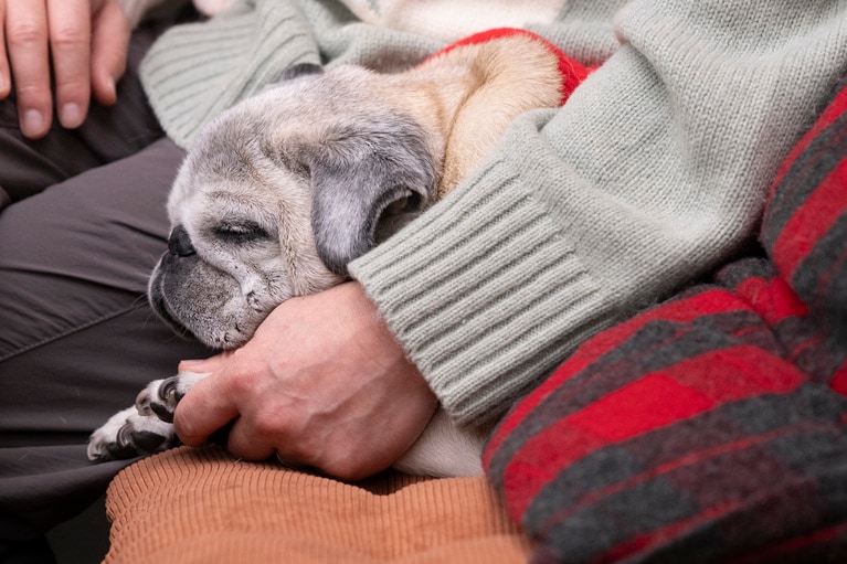 老犬と暮らしたかった。