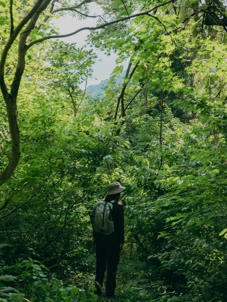 全方位に植物。