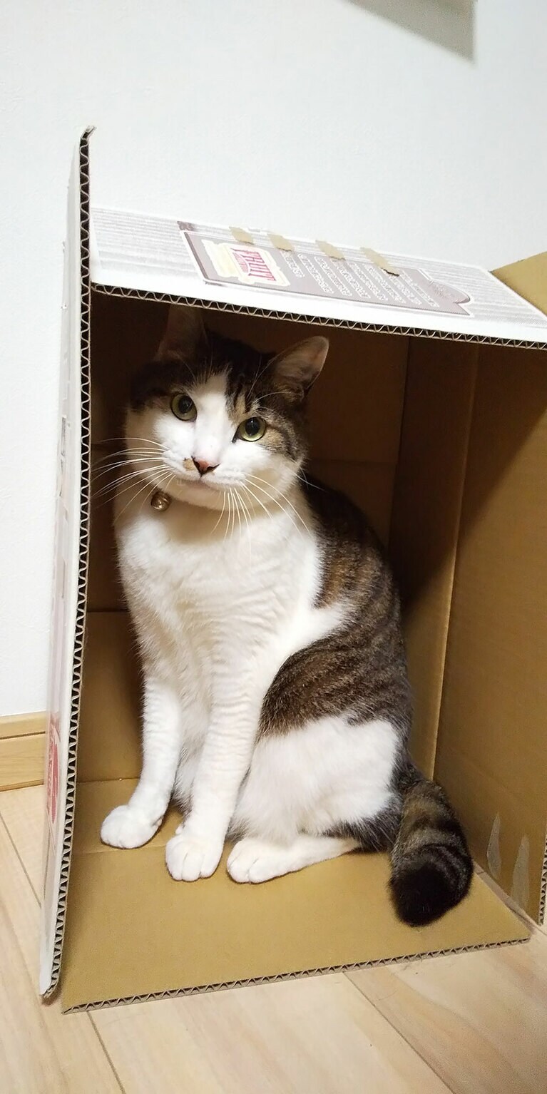 シキ ♂ 8歳。突然の病気で去年のクリスマスに虹の橋を渡りました。 いつも1番に「おかえり」と玄関まで出迎えてくれた大切な家族です。