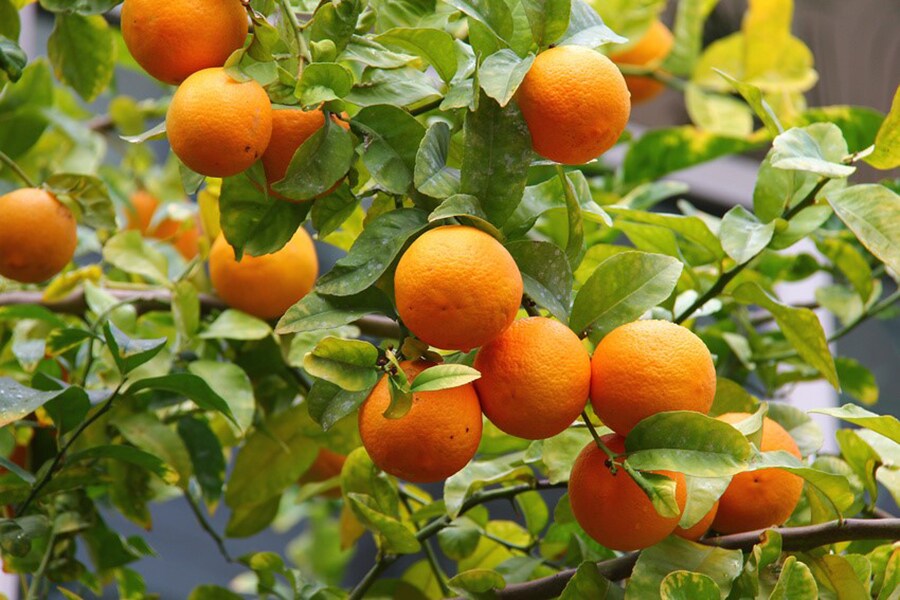 スイートオレンジの果皮から香りを抽出。ポジティブに気持ちを上げてくれる効果が。