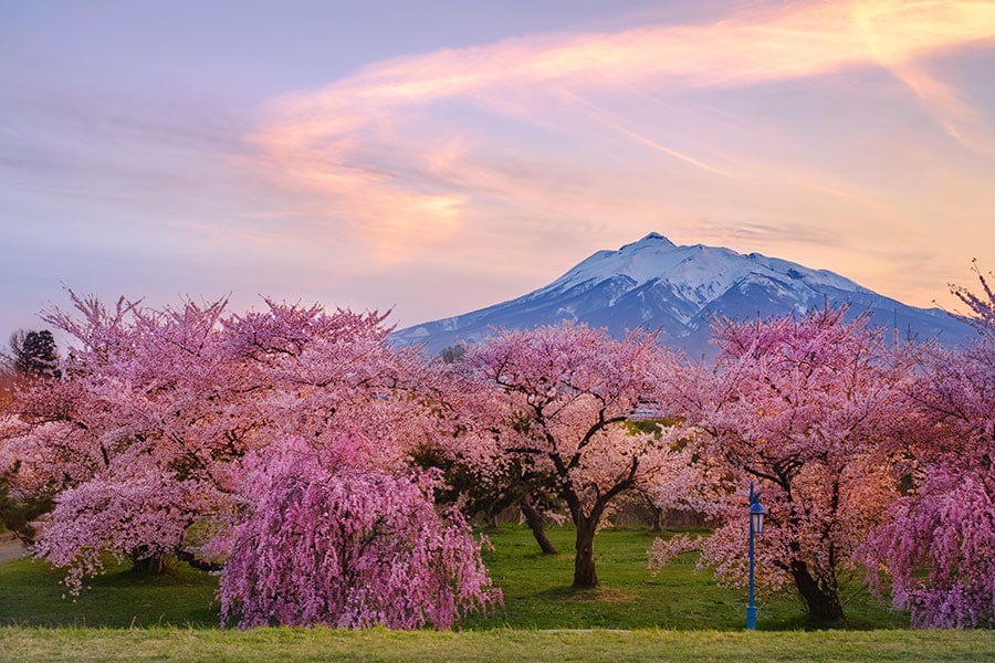 【青森県】岩木川河川公園の桜と岩木山。