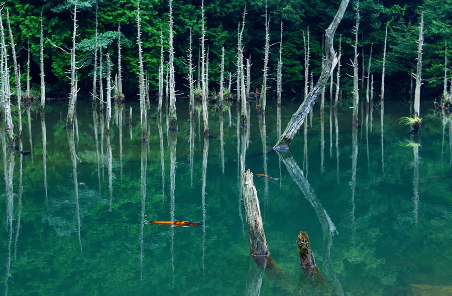 【山口県】一の俣桜公園。