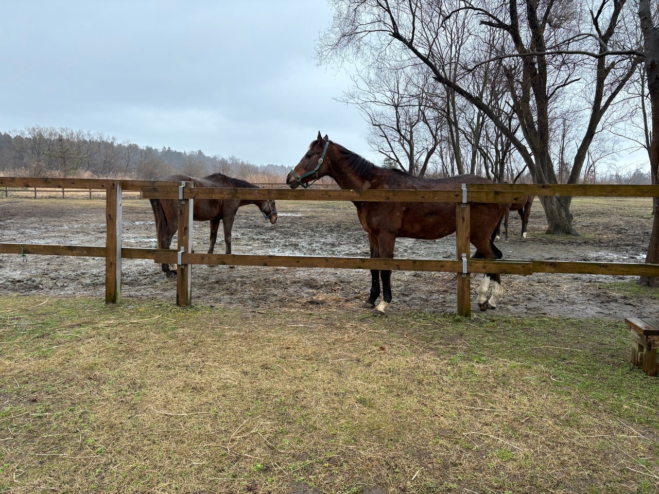 引退競走馬を繋養する珠洲ホースパーク（〒927-1204 石川県珠洲市蛸島町鉢ヶ崎36-3 フリーダイヤル：0120-401-638 https://www.minnano-uma.com/）