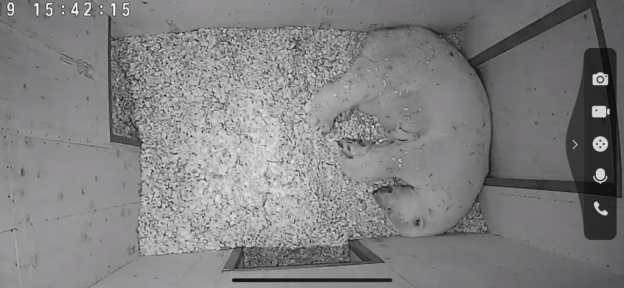 ライが生まれた日の貴重な画像/写真提供=ズーラシア