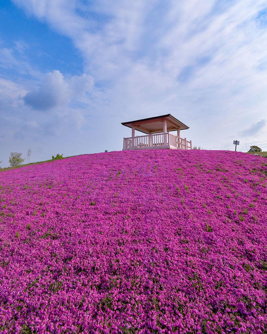 三ツ又池公園の芝桜とネモフィラ。