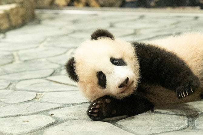 甘えんぼのベビーパンダにキュン♡ 続々誕生！ 動物園の赤ちゃんたち①