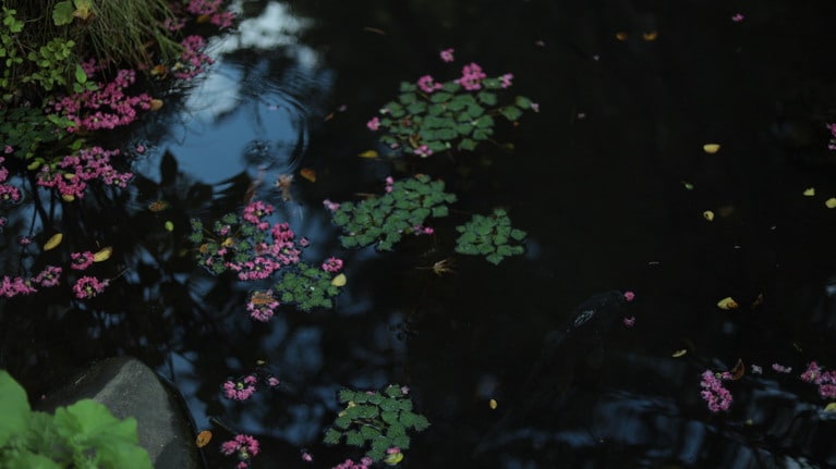 「私たちの新潟旅行」　大原えみ 「花のゆくえ」 静かに、でも鮮やかに彩っていた。