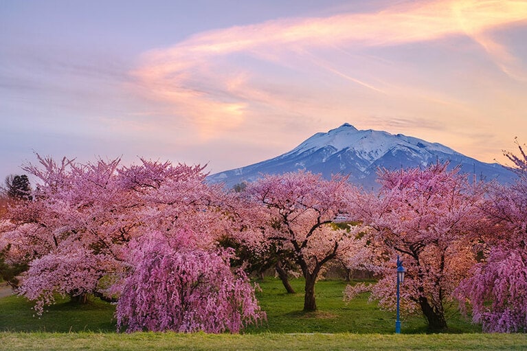 岩木川河川公園の桜と岩木山。