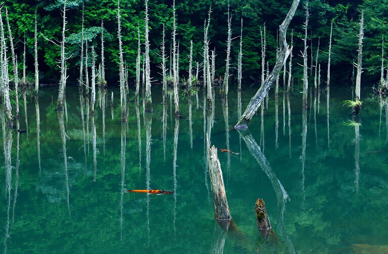 【山口県】一の俣桜公園。