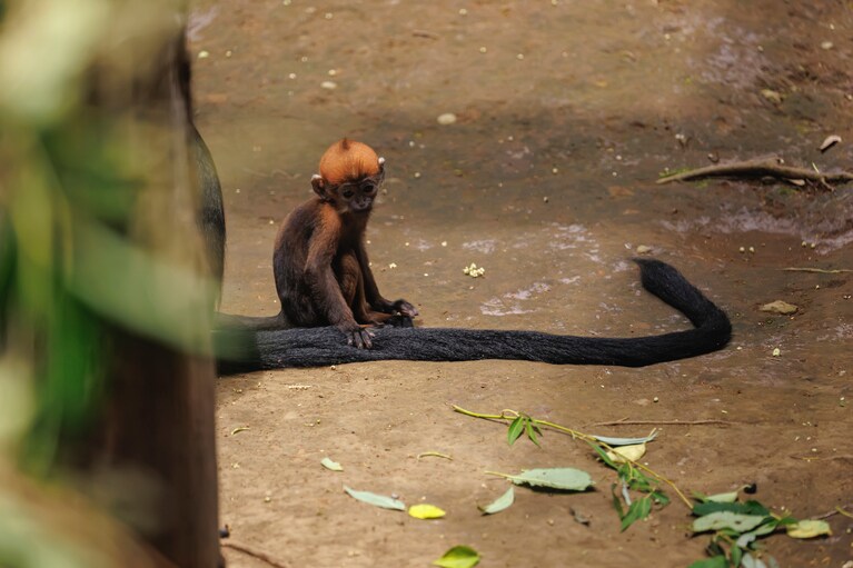 お母さんのしっぽも長い。