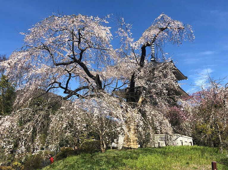 【宮崎県】浄専寺のしだれ桜。