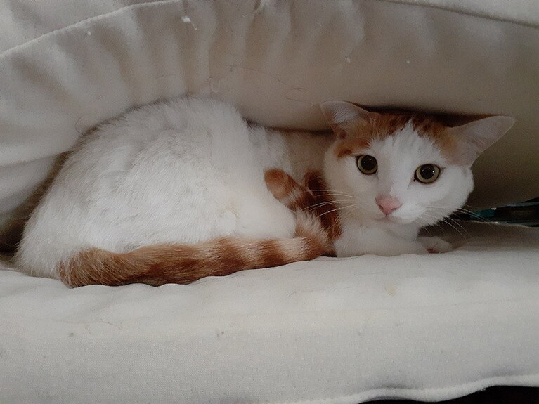 レオ ♂ 3歳。飼い主は、日々思わぬ不意討ちに遭っています。今日はサンドウィッチの具になるとの事！