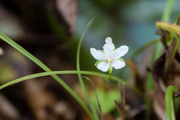 ウメバチソウ。花の形が天満宮の梅鉢紋に似ているため、この名が付いたそう。