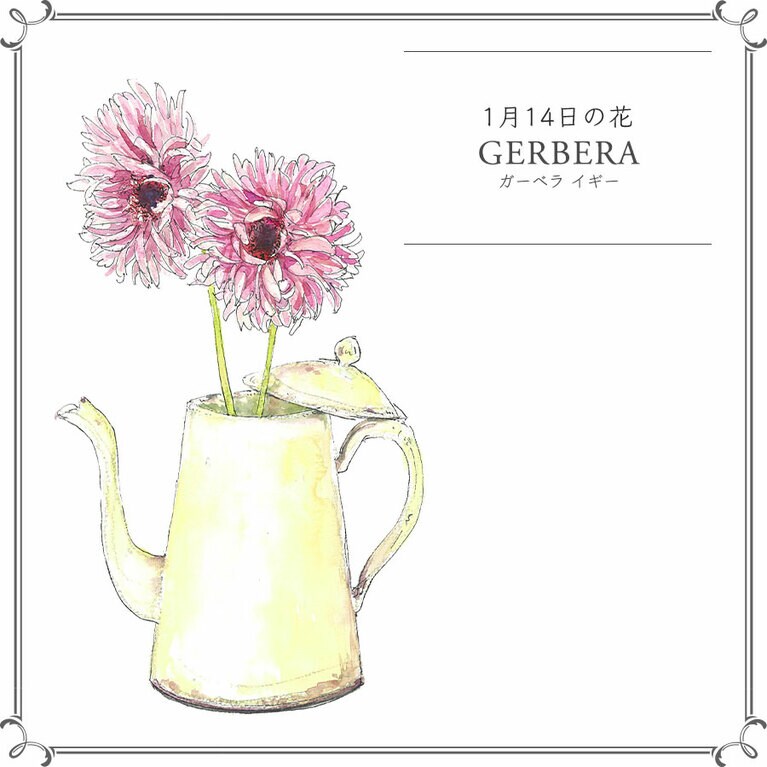 1月14日の花「ガーベラ イギー」