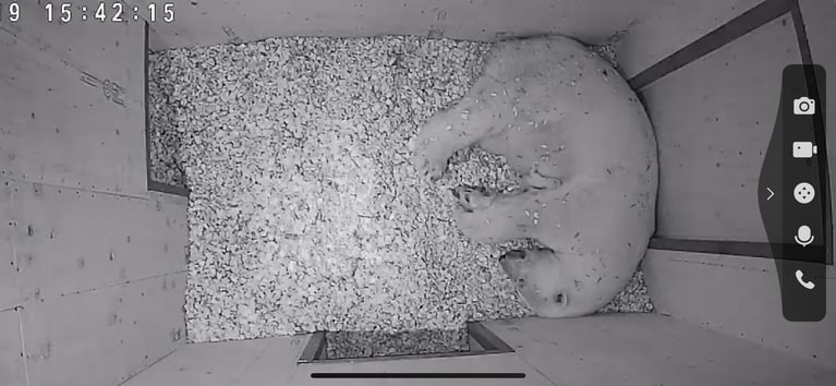 ライが生まれた日の貴重な画像／写真提供＝ズーラシア