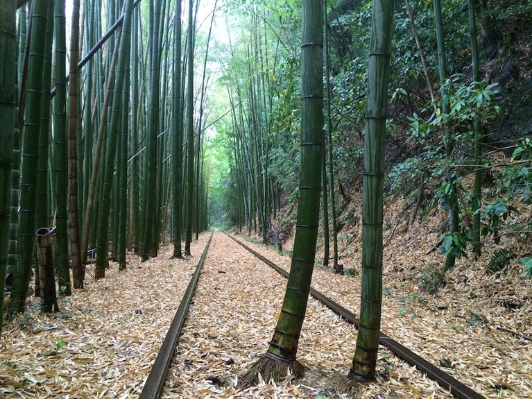 竹林エリア（鳥取県倉吉市）