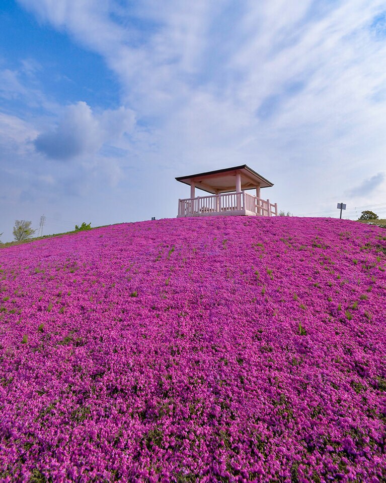 【愛知県】三ツ又池公園の芝桜とネモフィラ。
