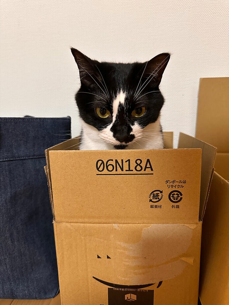 のり メス 2歳。性格も鳴き声も超可愛いのに顔つきのこわいのりこ。睨みながら近づいてこられると逃げられない圧がズッシリ。型番のある箱に入るとテキメンロボット感がマシマシに（ちゃいさん）。