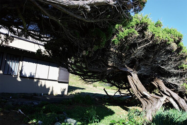 海岸線の風の強さが、木のたわみ具合でわかります。