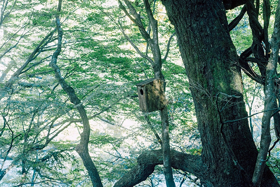 【渓谷に佇む隠れ宿 峡泉】廊下から見えるムササビの巣箱。Photo: Yukihiro Shinohara