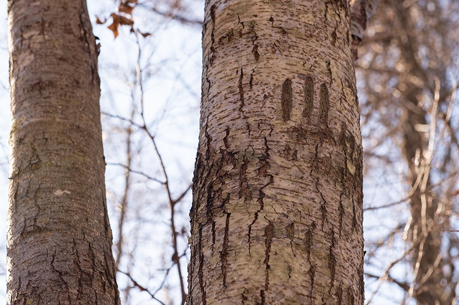 木の幹にはっきりと残るツキノワグマの爪痕。ネイチャーガイドと歩くからこそ、こんなものも見つけられる。