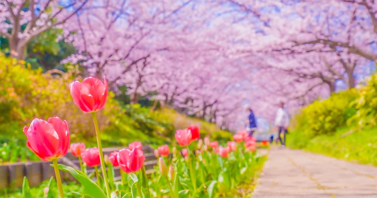 神奈川県 2024年版】 春の絶景・風物詩10選 桜とチューリップの美しい